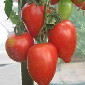 томат Минусинские стаканы красные