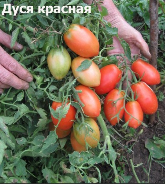 томат Дуся красная Даренка томат Дуся красная Даренка