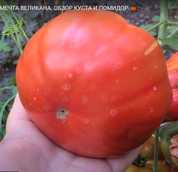 Томат Мечта Великана Томат Мечта Великана