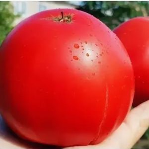 Томат Подсинеевский минусинский красный