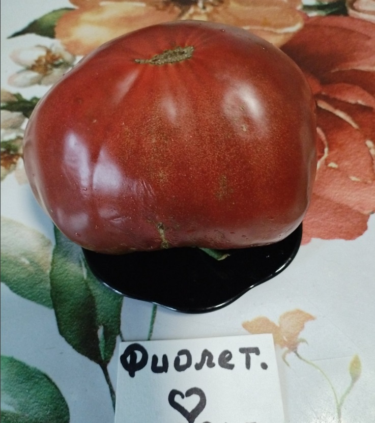 томат Фиолетовое сердце томат Фиолетовое сердце