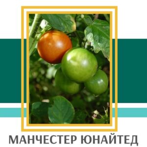 Томат Манчестер Юнайтед