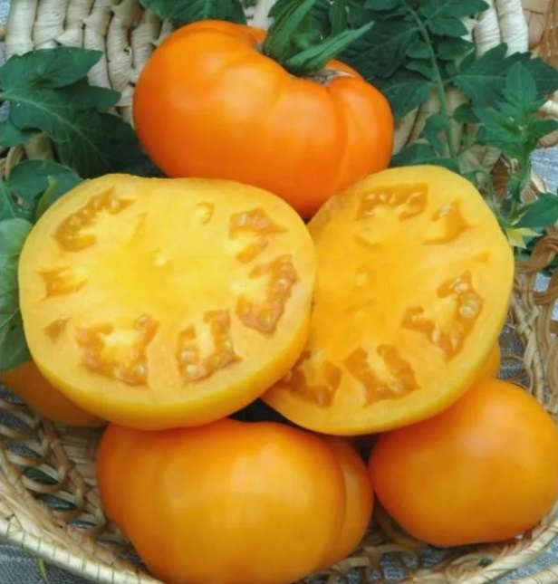 томат Курский жёлтый томат Курский жёлтый