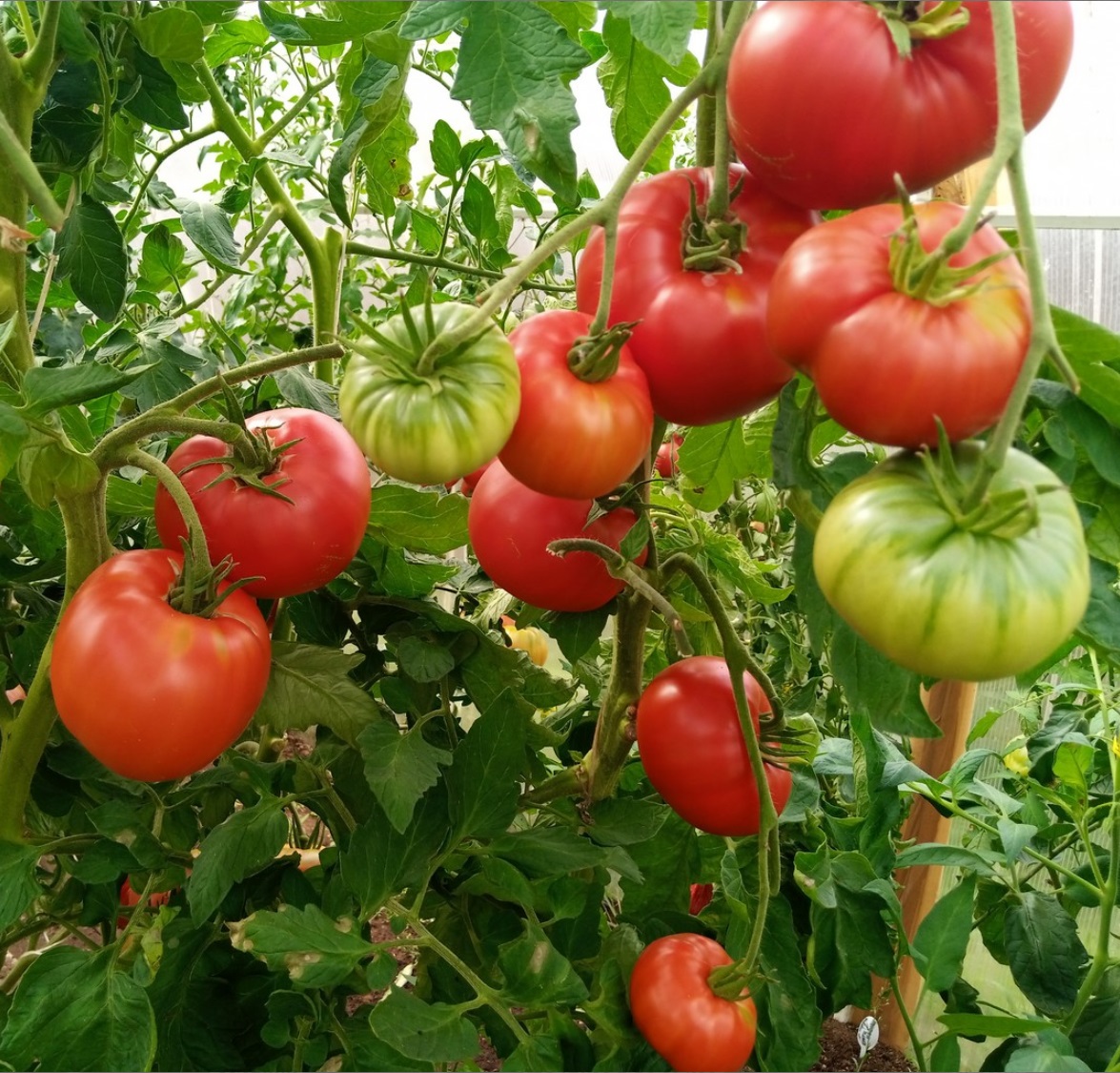 томат Яблочный из Барнаульска томат Яблочный из Барнаульска