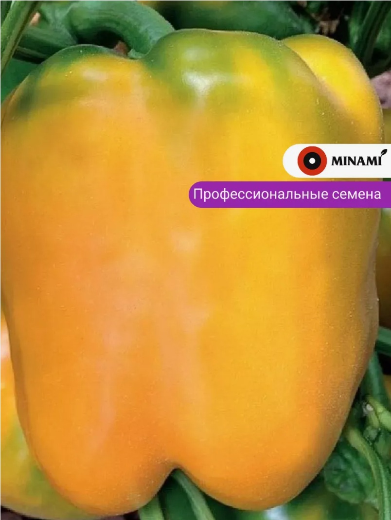 перец Ченака перец Ченака