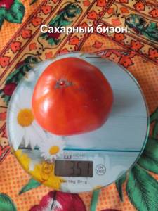 20250922_103151.thumb.jpg.d5d84a227b85ae39710a38a12ddacb01