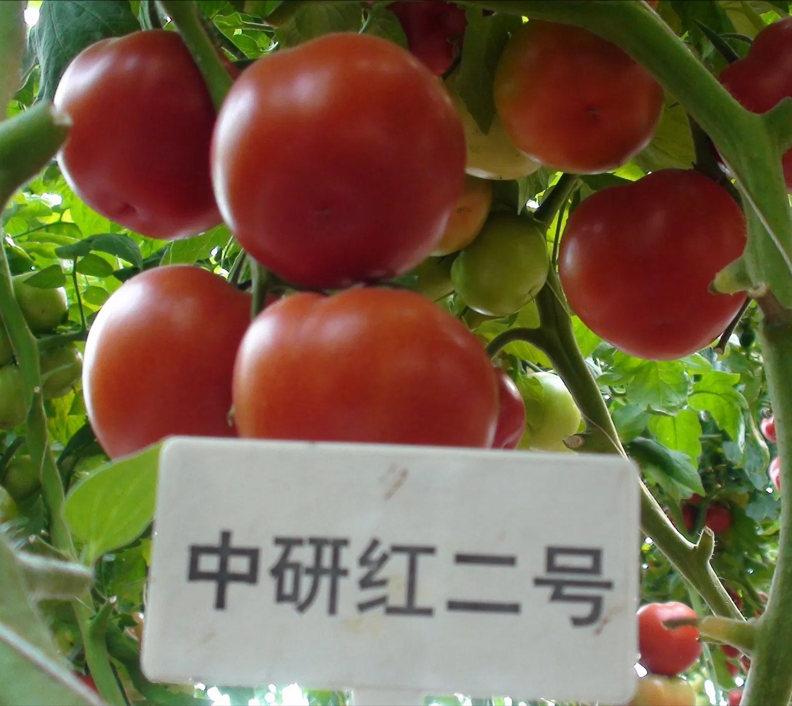 upload_2026_01_29_09_44_21_702