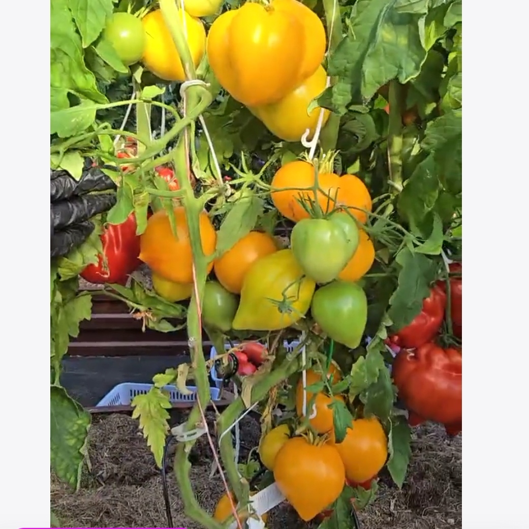 Screenshot_20260812_060108_com.yandex.browser_edit_427075960479687