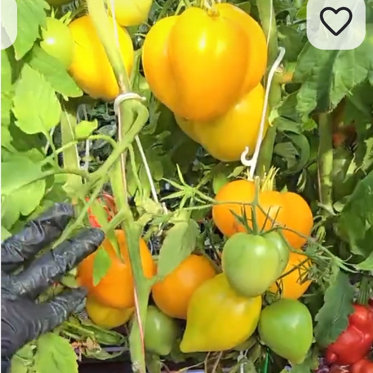 Screenshot_20260812_060114_com.yandex.browser_edit_427047528057771